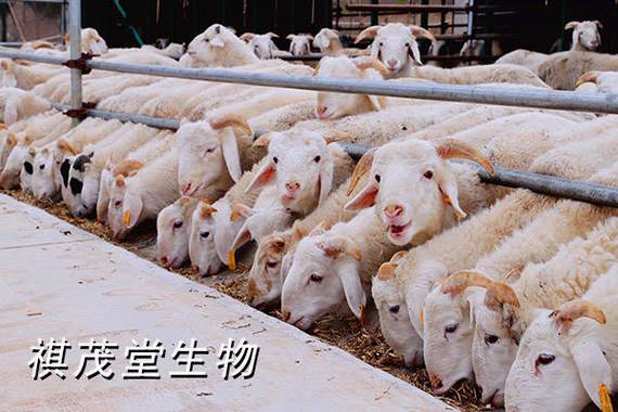 生物科技小编一起来了解一下肉羊催肥方法和关键措施,羊催肥的饲料